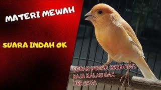 kenari gacor panjang pancingan burung malas bunyi #masteranburung