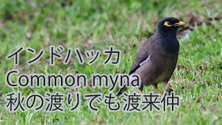 【秋の渡りでも渡来】インドハッカ Common myna