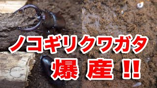 ノコギリクワガタの産卵セットの割り出しで幼虫が爆産！！ The breeding of sawtooth stag beetles caused an explosion of larvae.