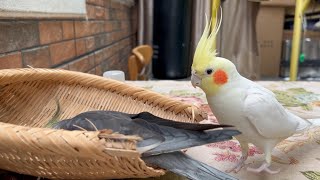 How do cockatiels give in to one another? See how this bird hustles its roommate! / Cockatiel Fun