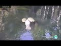 Above Water Manatee-Cam at Blue Spring State Park | 2023 Highlights