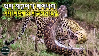 재규어가 아나콘다를 물리친다 - 아마존 강의 거대한 파이썬 | 야생동물 다큐멘터리