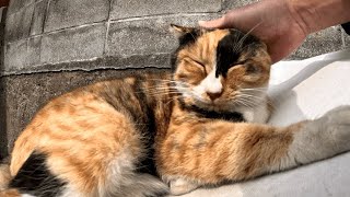 路地裏で出逢った野良の黒猫と白猫と三毛猫をナデナデ