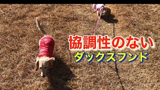 協調性のないダックスフンド(妹犬)と散歩をすると先住犬はいつも引っ張られています【ミニチュアダックスフンド多頭飼い】