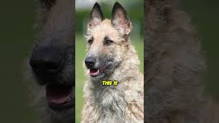 4 breeds of the  Belgian Shepherd family  #viralvideo #dogbreeds