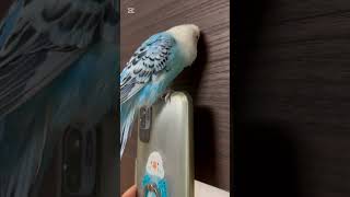 pino君、扉に向かってご機嫌♪「pinoしゃん⭐︎」        #インコ #セキセイインコ #かわいい #インコスタグラム #インコのいる生活 #shorts #インコ動画 #小鳥 #birds