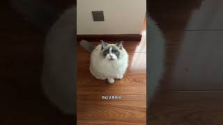 我家猫真的很懂事…#记录猫咪日常 #猫和孩子