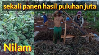 Peluang Tanam Nilam, Sekali Panen Hasil Puluhan Juta