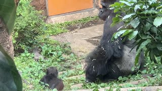 うろうろする娘を触りたいハオコお父さん【未公開編】【上野動物園】ゴリラ