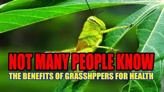 THE BENEFITS OF GRASSHOPPERS FOR HEALTH, NOT MANY PEOPLE KNOW