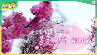 순천 탐매마을로 떠나는 봄꽃여행 🌸홍매화🌸 어바웃 우리동네 2022.3.8(화)