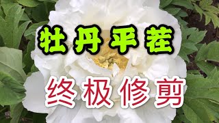 青石话牡丹芍药   牡丹秋季技术性修剪：“平茬”逼芽   终极修剪  Tree Peony Fall Pruning