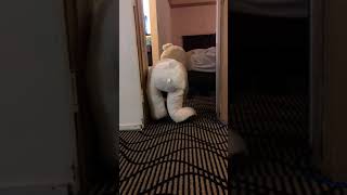 Bear twerking