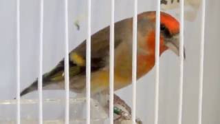 Carduelis carduelis X Loxia curvirostra