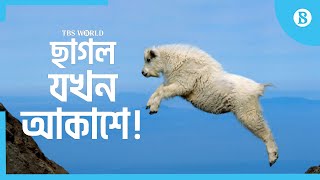 ১৩ হাজার ফুট পাহাড়ে অনায়াসে উঠে যায় যে ছাগল | Mountain goat | The Business Standard