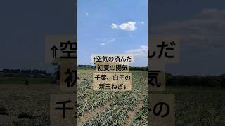 新玉ねぎ🧅出来たてほやほやの玉ねぎ畑😊と空気の済んだ初夏の陽気の【千葉】【白子】