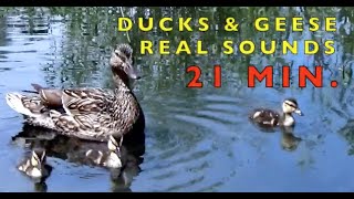 DUCKS  \u0026 GEESE  REAL authentic SOUNDS   (21 MIN.) Babies, Toddlers, Preschool, K-3