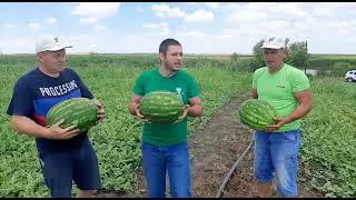 Cultura de pepeni in camp - Inginer Horticol Razvan Radulescu