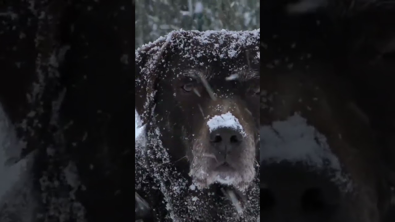 Short Video Dog Cutest Dog Love Animals Youtube