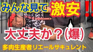 【多肉植物】【ガーデニング】みんな見て見て～🎶激安‼️リエール大丈夫か⁉️(爆)2023年4月12日