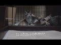 【トビ三毛猫】シロちゃん　始まりの時13（番外編）　2022.05.29