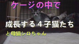 【トビ三毛猫】シロちゃん　始まりの時13（番外編）　2022.05.29