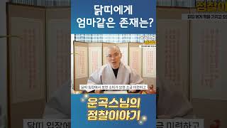 닭띠에게 엄마 같은 띠가 있다? #shorts