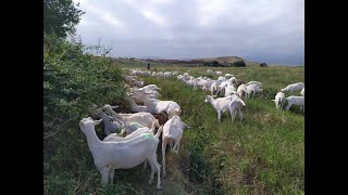 Saanen və alpin keçiləri hansı bölgələr üçün uyğundur?