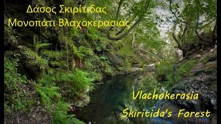 Βλαχοκερασιά Δάσος Σκιρίτιδας/Vlachokerasia Skiritida's Forest πεζοπορία/hiking