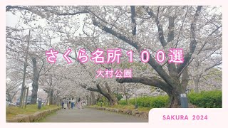 さくら名所100選【大村公園】花まつり🌸お花見に【大村寿司】で鮮やかに