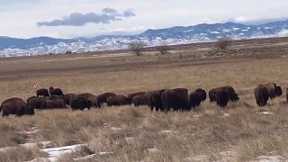 Rocky Mountain Arsenal National Wildlife Refuge Denver Bison Buffalo