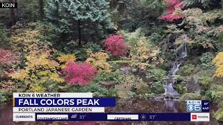 Portland Japanese Garden sees peak fall color