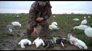 Light Goose Species Breakdown