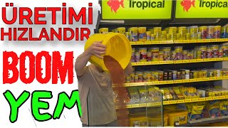 BOOM CİKLET ÜRETİM YEMİ, akvaryum balıkları