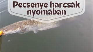 PECSENYEHARCSÁK NYOMÁBAN az Alsó-Tiszán