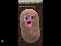 Potato sings chicken wing