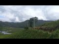 breathtaking scenery on both sides of the road between bopaththalawa manikpalama dayagama travel