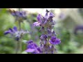 salvia officinalis linn 香草植物圖鑑 鼠尾草