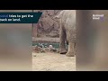 hero elephant rescues antelope from drowning animalkind