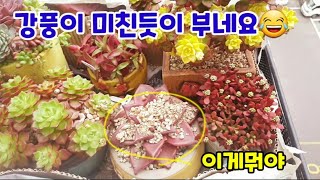 🚨미친듯이 강풍이 부네요 비오기전 걸이대 쑥대밭 대기전ㅠㅠ 다육이 하우스 덮어요 Succulents 多肉植物