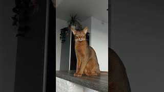 abyssinian cat