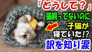 「どうして？」猫飼ってないのに編み物の中で子猫がのんびり寝ていた!? その訳を知り涙 【猫の不思議な話】【朗読】