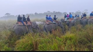 elephant safari in kaziranga national park video