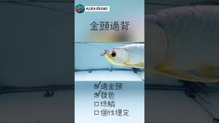 ｜龍魚｜gold arowana fish 【精品龍魚鴻龍高雄店】HongLong-KHH