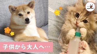 成長を見るのがいちばんの楽しみ💖 ペットたちが子供から大人になるまで🌟【PECO TV】