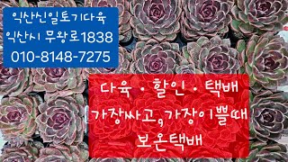 (익산신일토기다육)#다육판매#010-8148-7275#보온택배로,이쁘고,싼다육보내드려요~