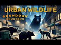 Urban Wildlife Showdown: 3 Bears, 1 Coyote, No Limits