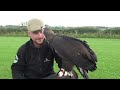 imprinting my female golden eagle. the dakota project