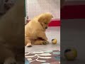 抓拍可愛小狗的瞬間，它在幹嘛呢？ pets dog goldenretriever shorts