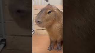 ミサイル発射口の様なカピバラの鼻の孔　#capybara